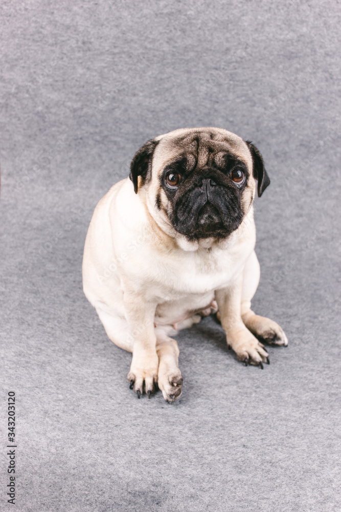 Pug dog with sad big eyes sits on a gray background and looks at the camera