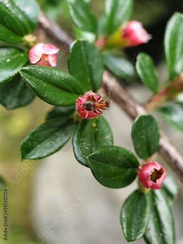 red and green