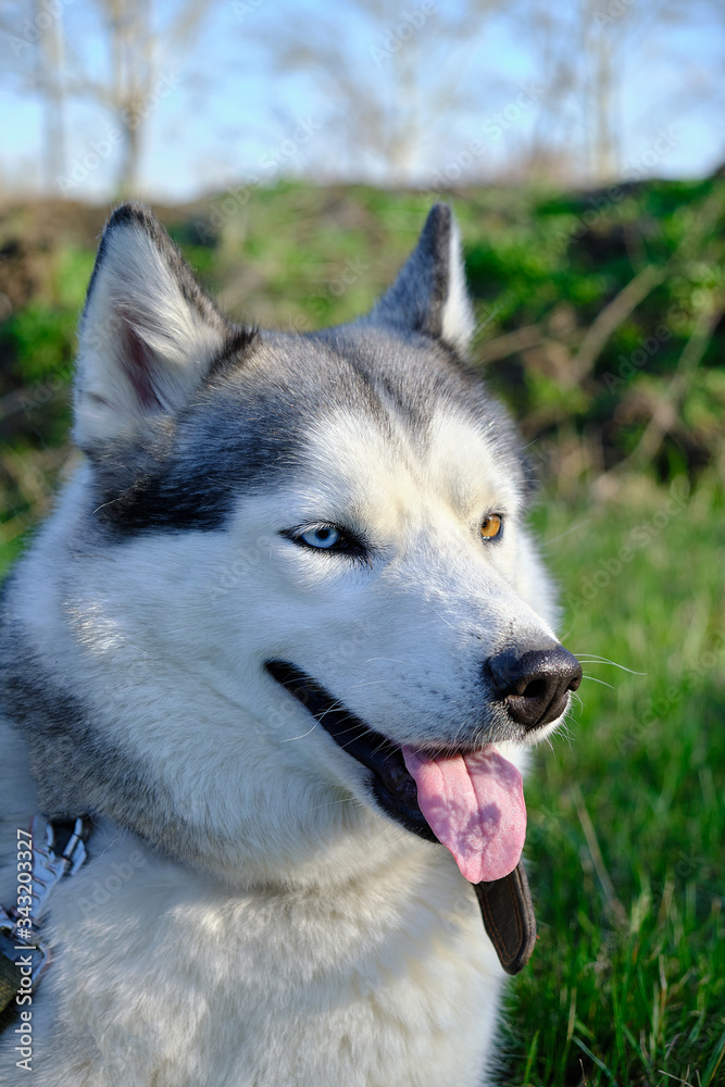 Muzzle gray colored dog Siberian husky breed with its tongue hanging out. Muzzle gray colored dog Siberian husky breed with its tongue hanging out.
