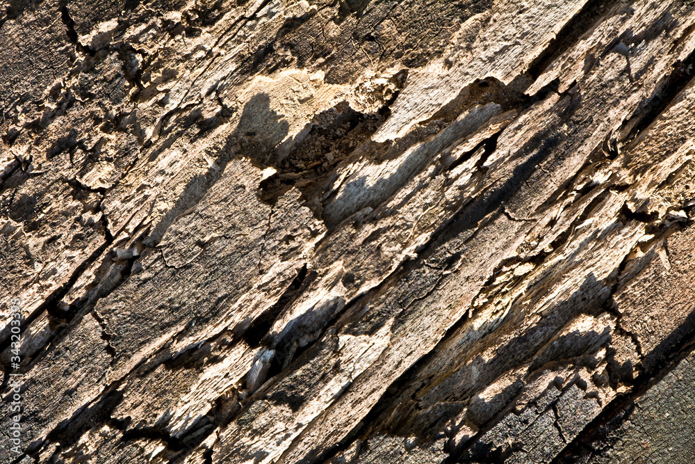 The surface of an old rotten trunk The surface of an old rotten trunk