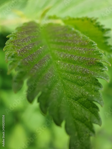 green leaf with water drops