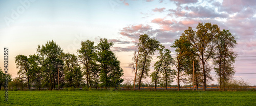Panorama a row of oak in evening