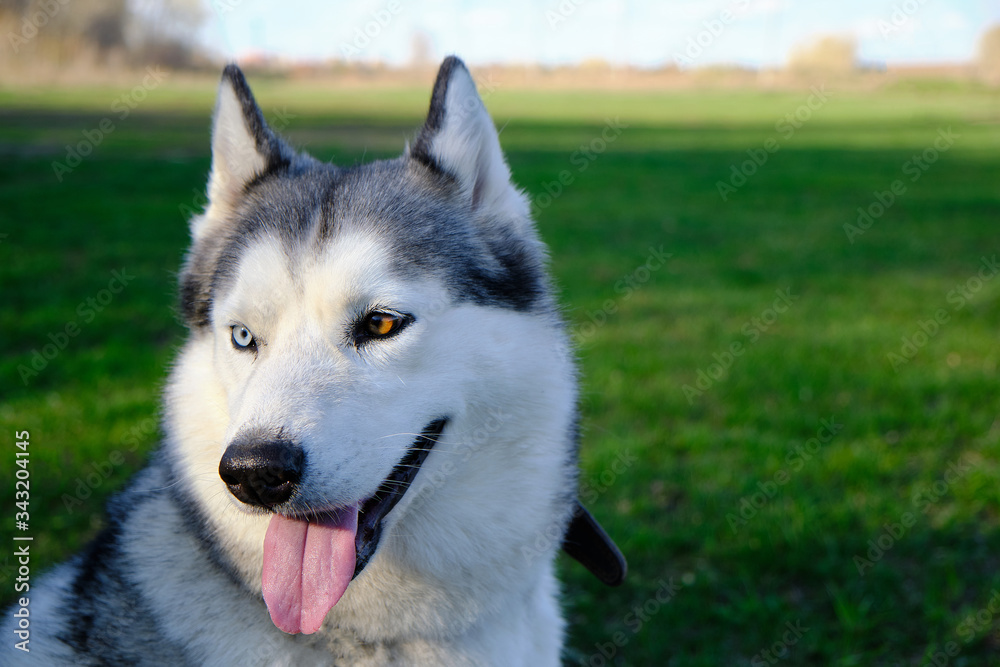 Muzzle gray colored dog Siberian husky breed with its tongue hanging out.