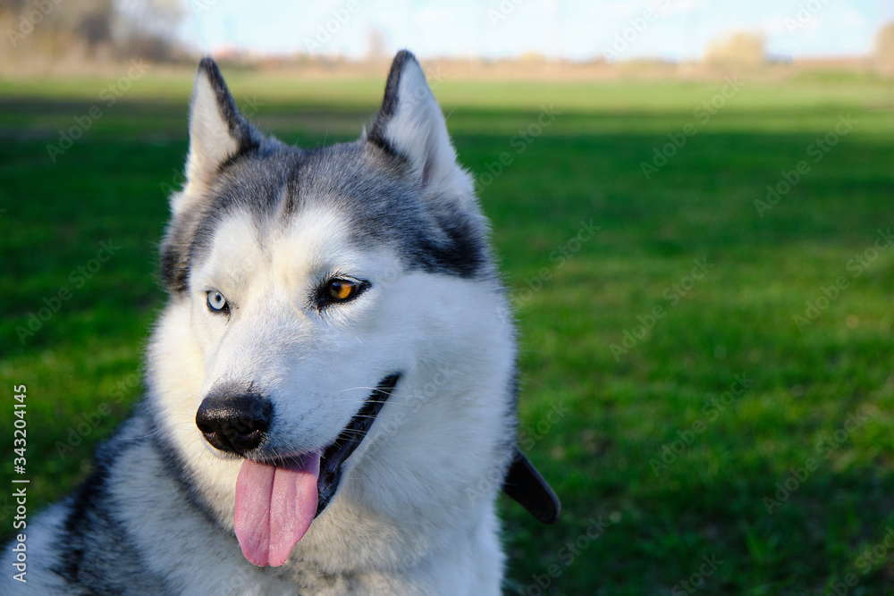 Muzzle gray colored dog Siberian husky breed with its tongue hanging out. Muzzle gray colored dog Siberian husky breed with its tongue hanging out.