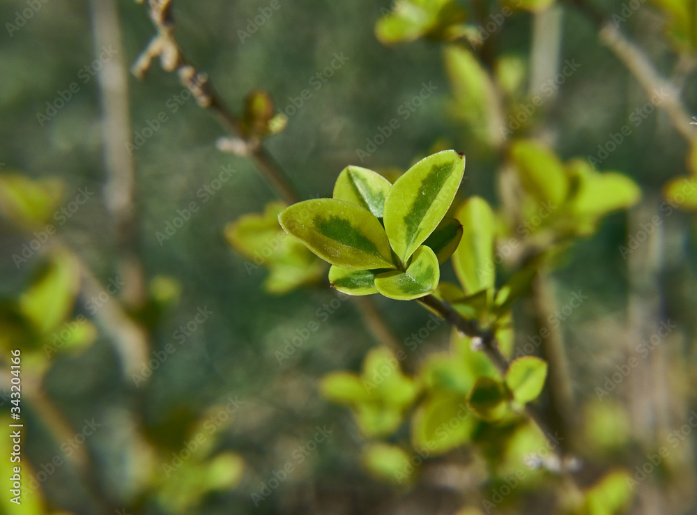 Green Berberis thunbergii in macro Green Berberis thunbergii in macro