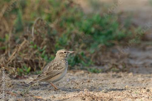 Crested lark in Bahrain / photos