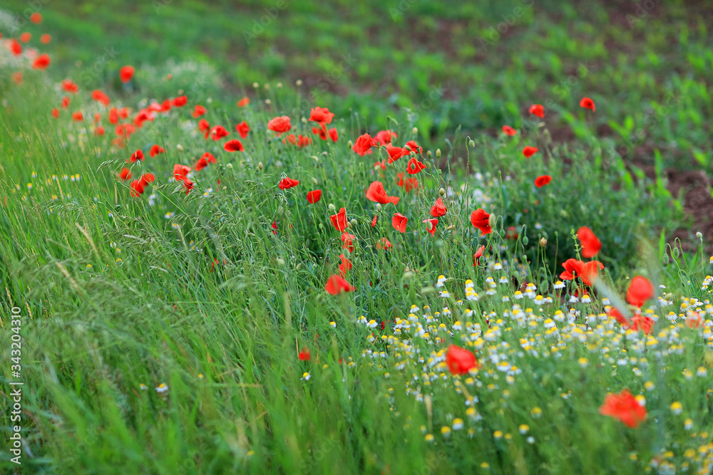 Field of poppies in spring