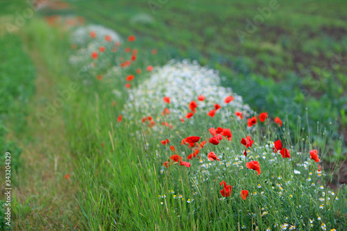 Red poppies on a mountain meadow.Flowers Red poppies blossom on wild field. Beautiful field red poppies with selective focus. Red poppies in soft light