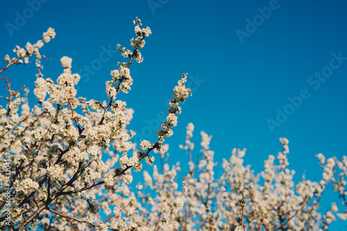 A flowering tree against a blue sky.