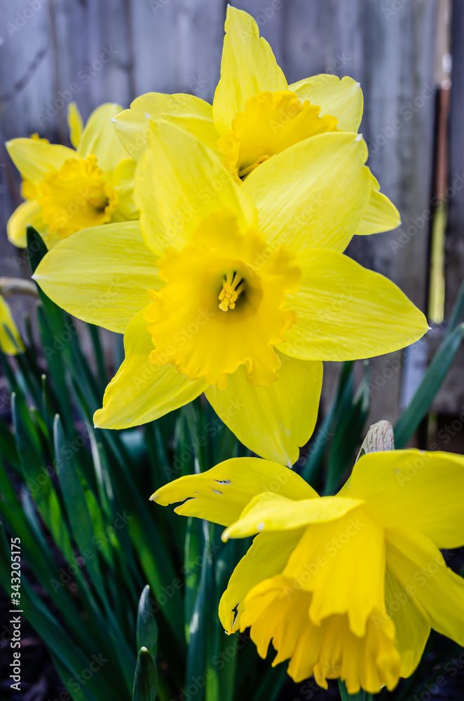 Close-up of group of yellow daffodils Close-up of group of yellow daffodils