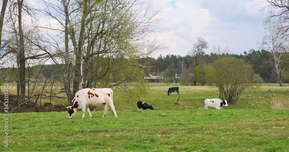 Cows grazing in a field during a spring day with beautiful colourful scenery Cows grazing in a field during a spring day with beautiful colourful scenery