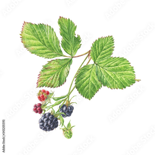 Wild Blueberries. Hand-drawn watercolour illustration. Green leaves, brunch.