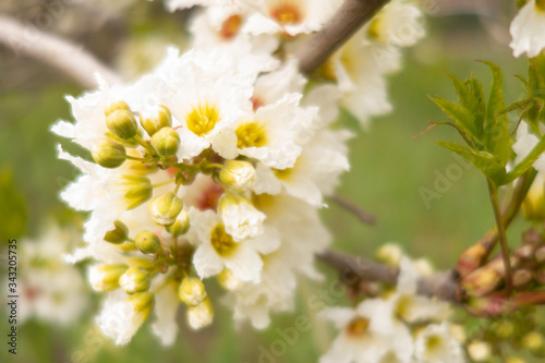 White cherry flowers. Selective focus. Creative vintage background.
