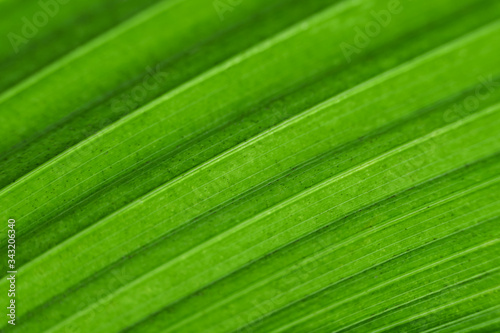 Green tropical leaf close-up. Bright abstract diagonal lines. Natural healthy fresh background.