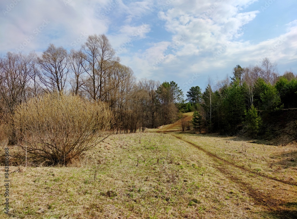 Sunny landscape with a path leading between trees and bushes against a blue sky