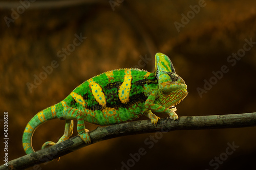 Beautiful multicolor chameleon close up. Chamaeleo calyptratus with colorful bright skin. Yemen chameleon is sitting on the branch. Exotic animal.