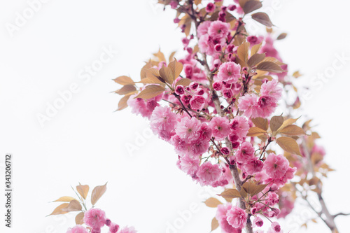 Beautiful blooming sakura flowers on tree branch. Sakura pink flowers and fresh green leaves in sunny light in spring city street, down up view.  Copy space