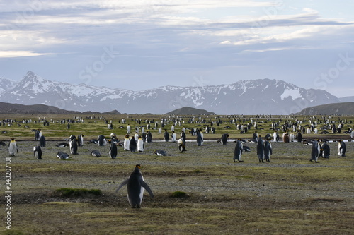 View of Salisbury Plain  South Georgia Island