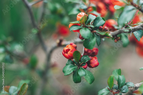 Flowering quince. Beautiful blooming red flowering quince flowers on branches with fresh new leaves in spring park. Copy space. Chaenomeles shrub close up