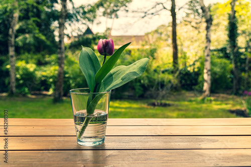 Tulpe26042020b