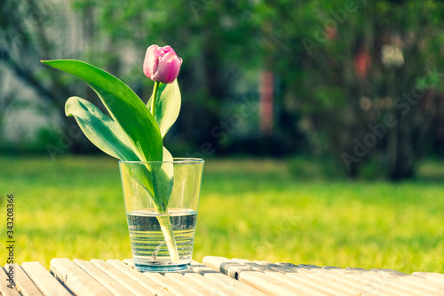 Tulpe26042020c