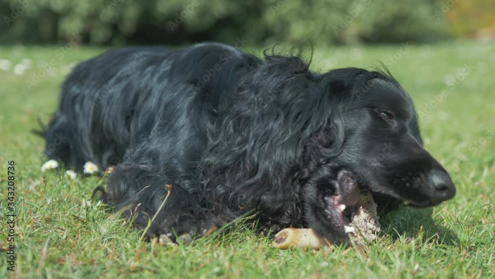 Adorable black curly haired puppy chewing on bone in garden Adorable black curly haired puppy chewing on bone in garden