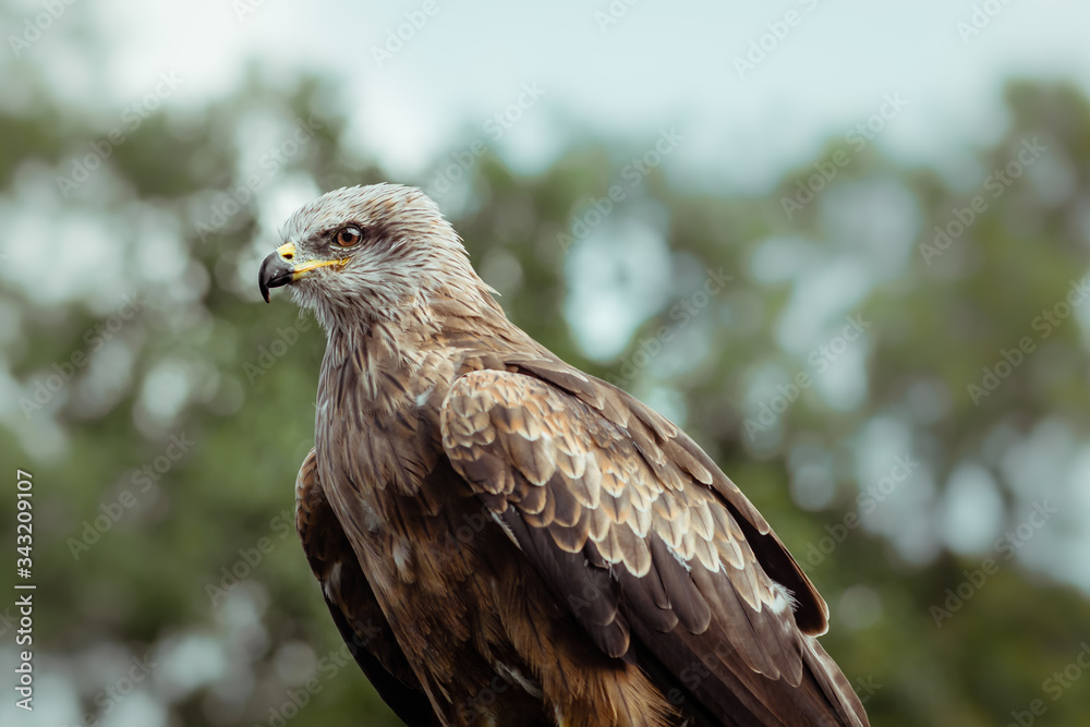 A black kite bird of prey stationary perched A black kite bird of prey stationary perched