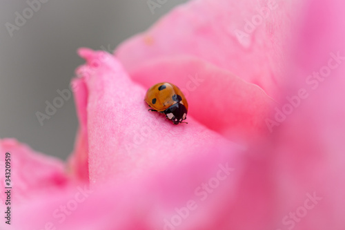 Little orange ladybug walking through the pink petals of a rose after the rain