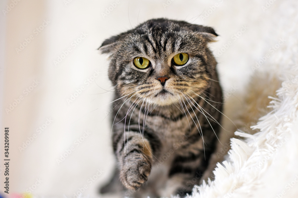 a beautiful cat Scottish fold is walking on a white carpet. a beautiful cat Scottish fold is walking on a white carpet.