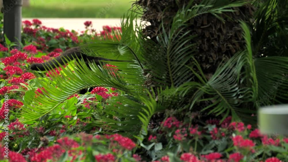 Black cat walks in a beautiful garden. Black cat walks in a beautiful garden.