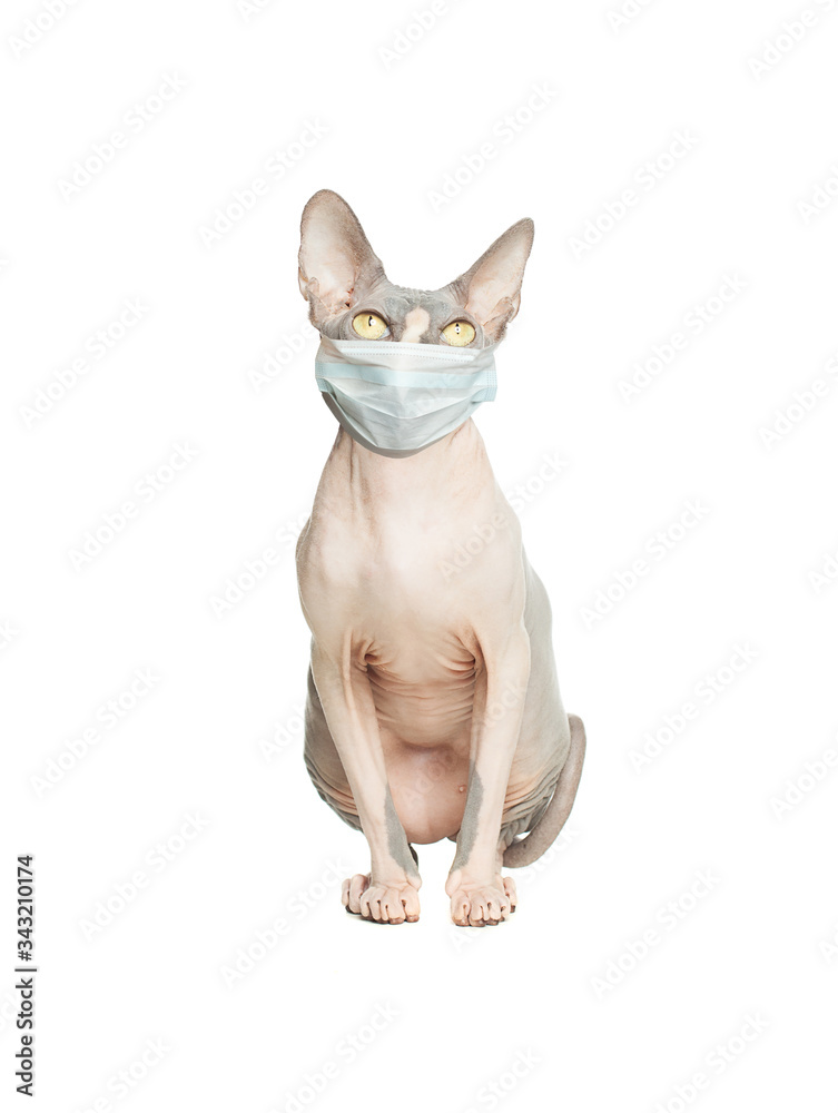 Cat pet in medical mask isolated on white background