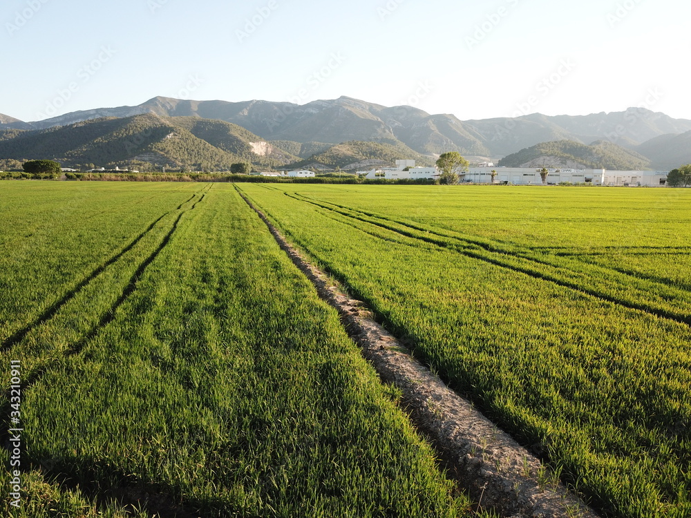 campo arroz