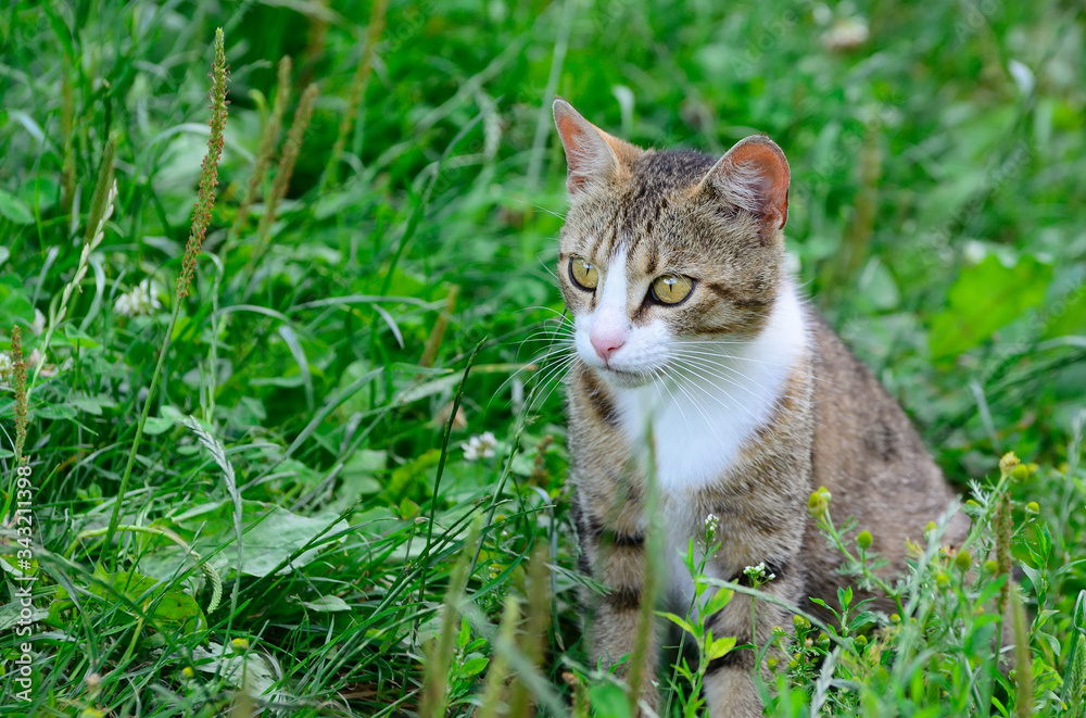 CAT ON THE MEADOW