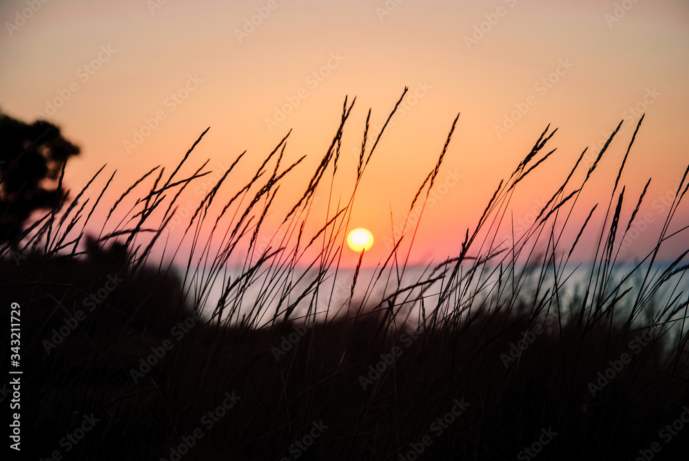 Silhouette of grass with setting or rising sun over the sea in the background
