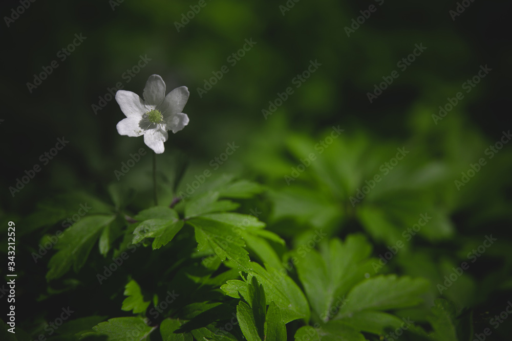 little white anemone on a background of green leaves in the woods in the rays of the spring sun little white anemone on a background of green leaves in the woods in the rays of the spring sun