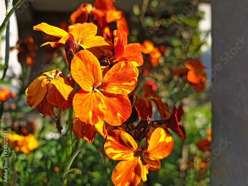 Orange flowers Erysimum or Erysimum cheiri near the iron fence on a sunny day. photo