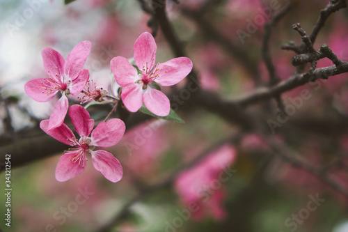 Spring Banner with pink sakura flowers. Abstract floral backdrop of pink flowers over pastel colors with soft style for spring or summer time. Banner background with copy space