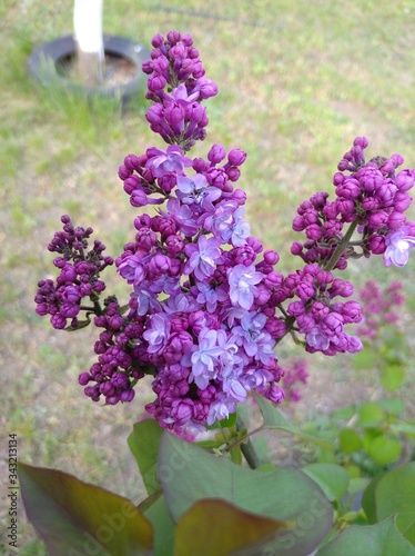 lilac begins to bloom inflorescence on the bush