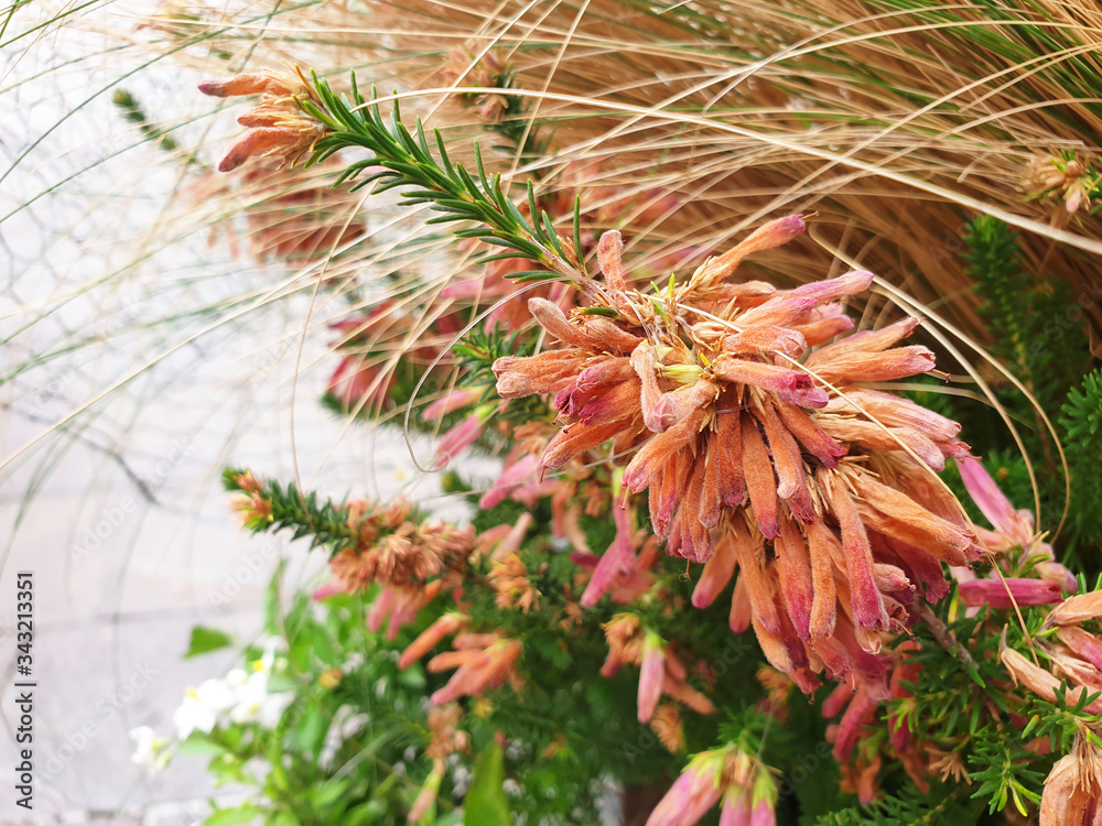 Orange red flowers Erica verticillata on a background of dry grass and pavement. Orange red flowers Erica verticillata on a background of dry grass and pavement.