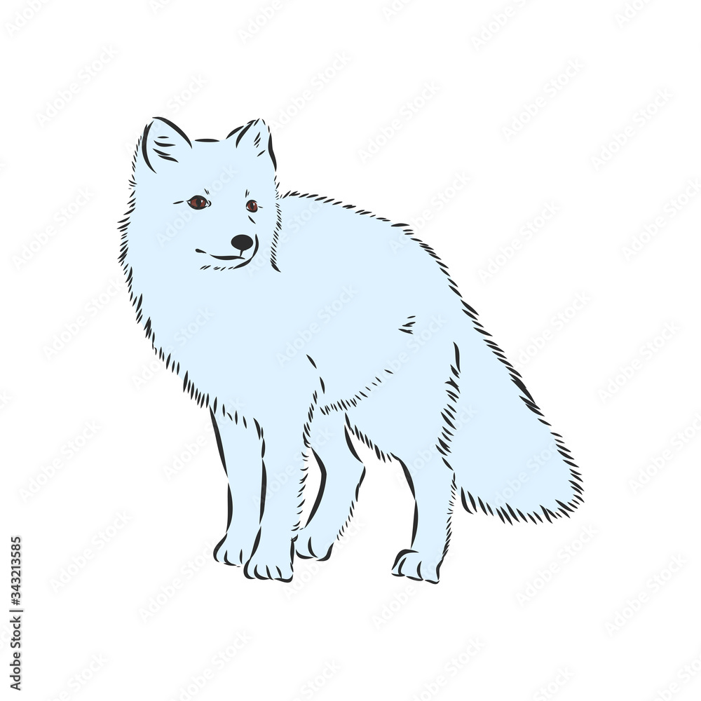 Vector Illustrated Portrait of Arctic fox. Cute white fluffy face of Polar Fox on blue background. Arctic Fox, wild white Fox, vector illustration Vector Illustrated Portrait of Arctic fox. Cute white fluffy face of Polar Fox on blue background. Arctic Fox, wild white Fox, vector illustration