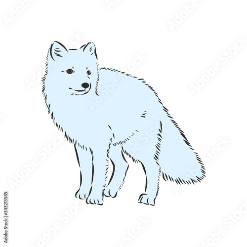 Vector Illustrated Portrait of Arctic fox. Cute white fluffy face of Polar Fox on blue background. Arctic Fox, wild white Fox, vector illustration