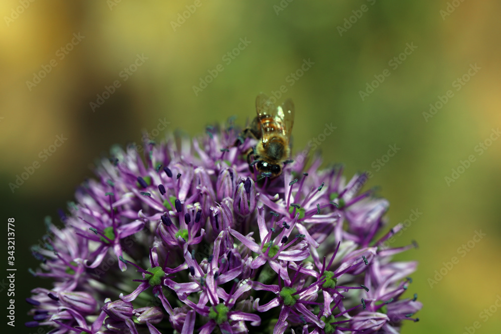 Blühender Zierlauch Allium mit einer Biene Insekt