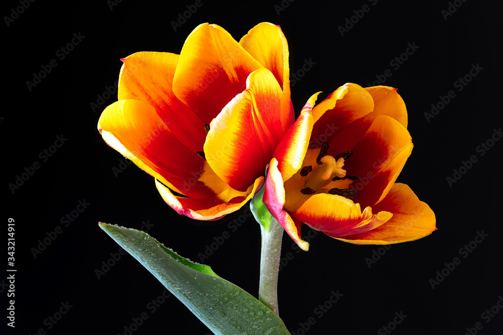 Wunderschöne rot-gelbe Tulpen vor schwarzem Hintergrund Wunderschöne rot-gelbe Tulpen vor schwarzem Hintergrund