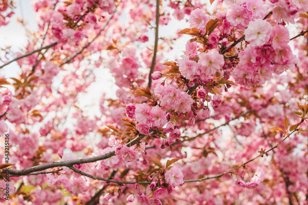 Obraz premium Wide beautiful japanese sakura tree with many branches full of pink flowers, spring bloom time, floral pattern