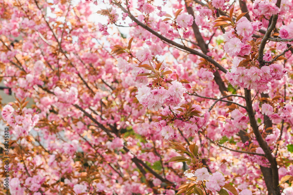 Sakura pink blossom tree background with flowers