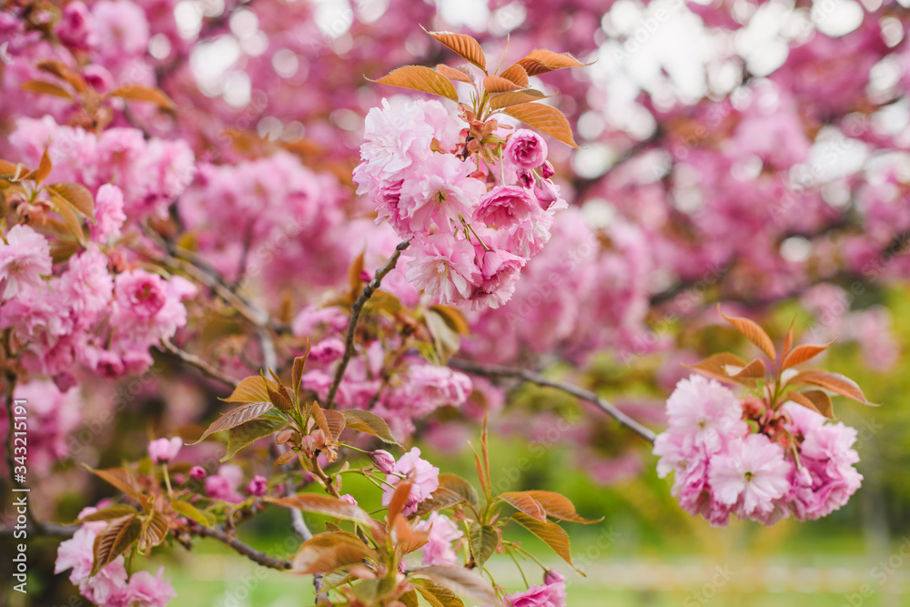 Pink sakura branch with flowers and leaves