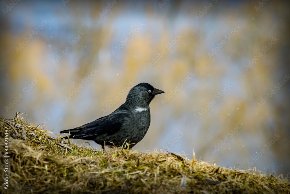 Obraz premium A black bird with white eyes and a black beak walks along the hillside in search of food among dry grass