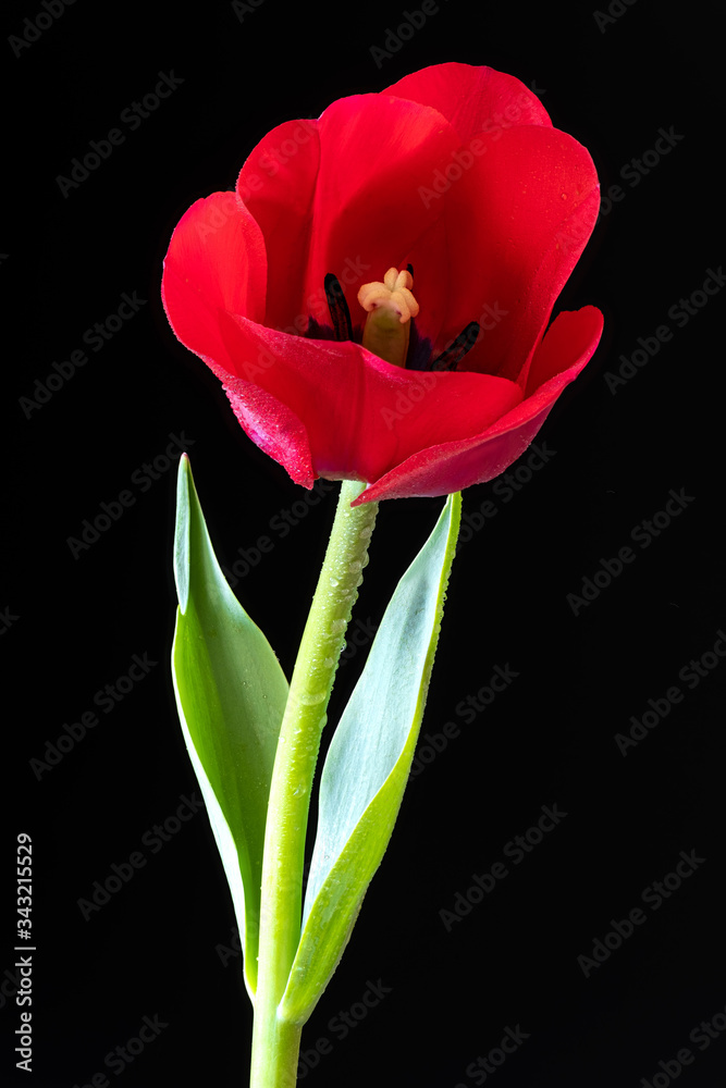 Wunderschöne rot-gelbe Tulpen vor schwarzem Hintergrund Wunderschöne rot-gelbe Tulpen vor schwarzem Hintergrund