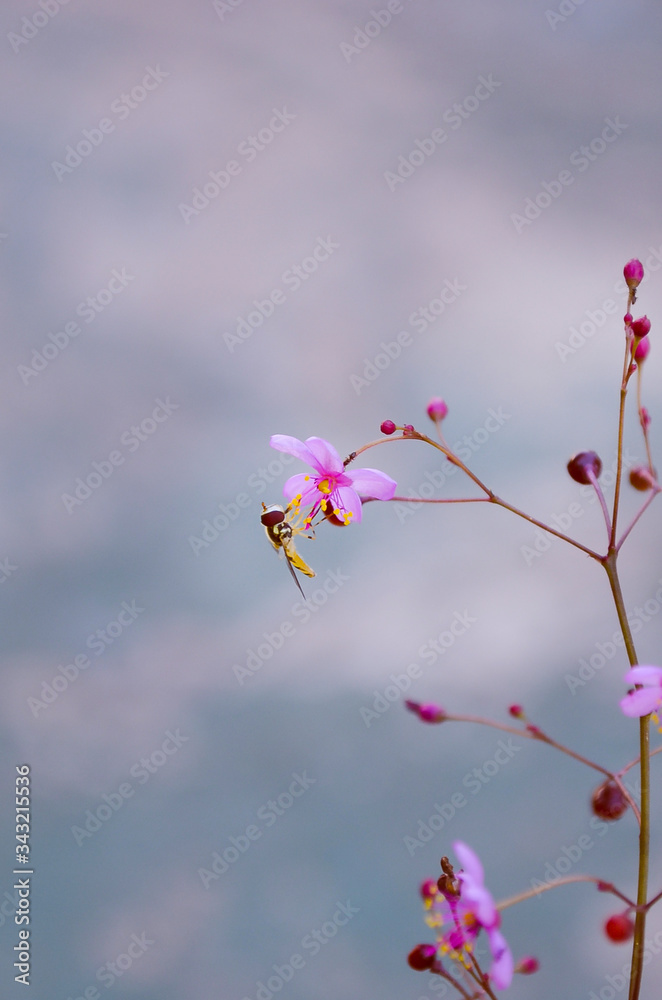 Primer plano de un pequeño insecto rondando unas flores rosas en un jardín  