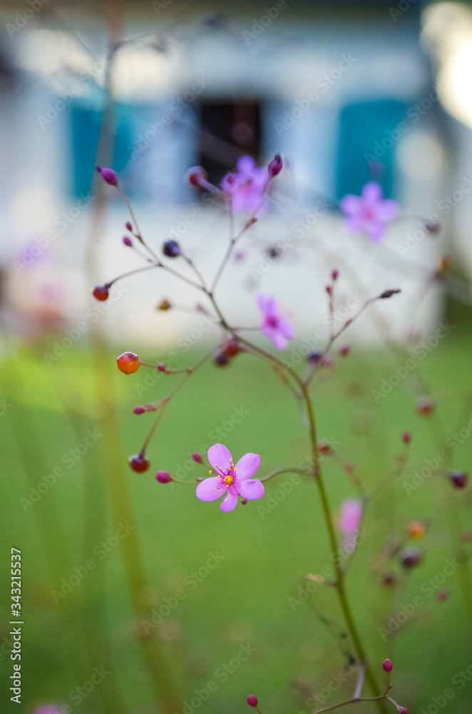 Obraz premium Imagen de unas pequeñas flores rosadas en un jardín con una ventana abierta de fondo 